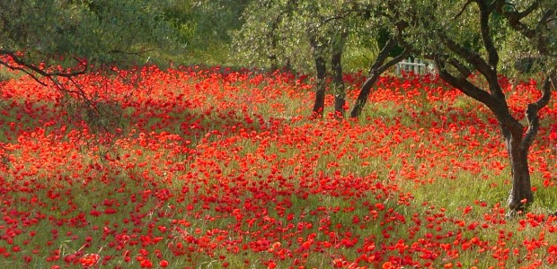 Picturesque-Provence